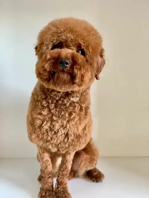 小羊肖恩造型泰迪造型