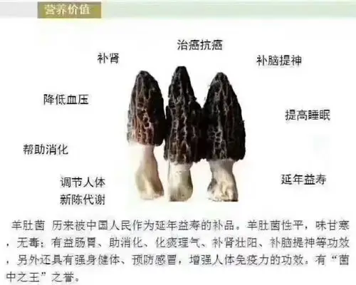 羊肚菌对减肥和美容也有功效,特别是对女性经常食用羊肚菌不但可以