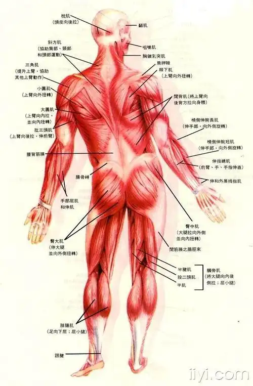 髂嵴及髂后上嵴附近疼痛的治疗