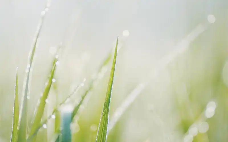 小清新植物ins风高清桌面壁纸