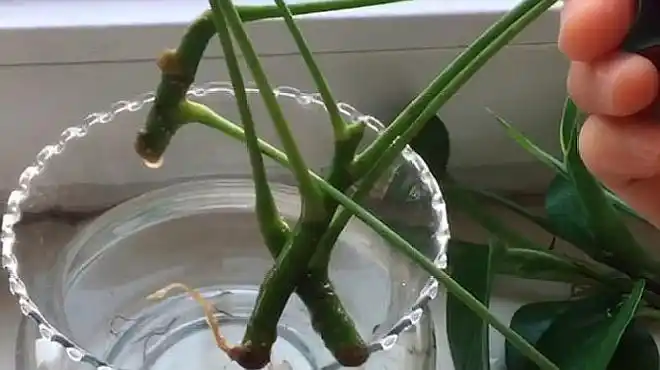 发财树的扦插方法,其实就是这么的简单!