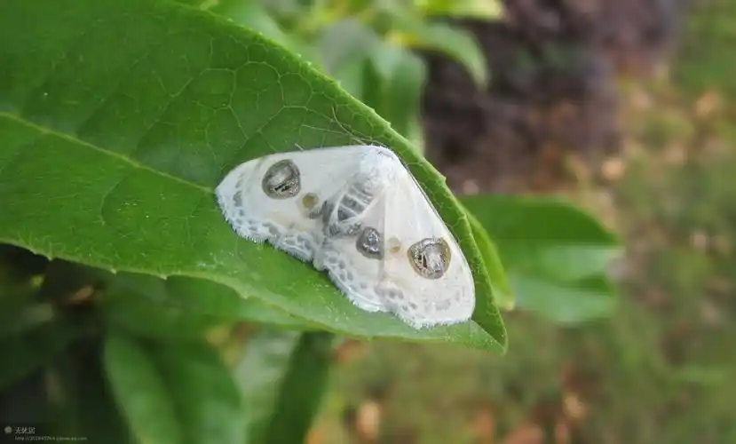 这种白色的飞蛾叫什么名?挺漂亮的