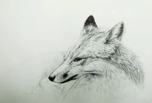 钢笔画写生狐狸,沉迷狐狸的时候