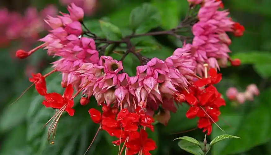 龙吐珠花怎么养才好