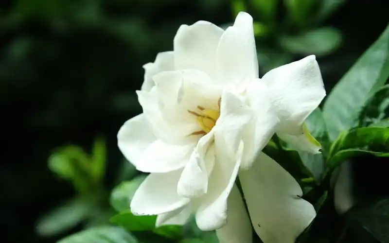 栀子花开结子同心