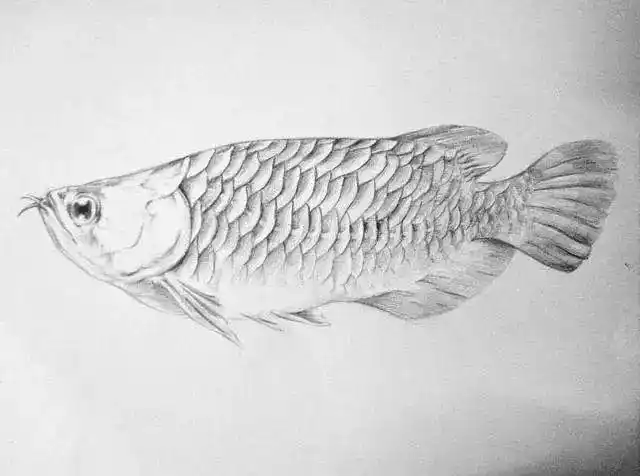 素描练习-鱼
