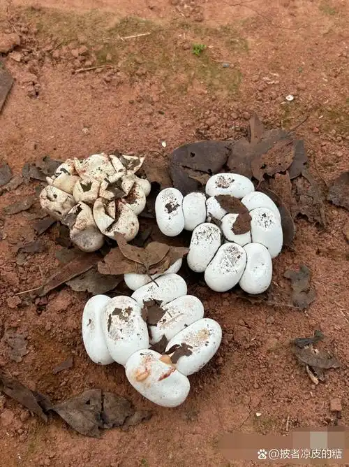 看看这是什么蛋 家里收拾柴房发现了这么多蛇蛋,有资深人士能看出来是