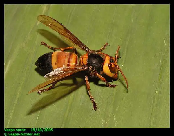 谁有虎头蜂的图片