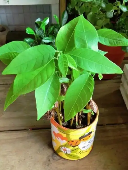 释迦种子变盆栽【微信hxsy1363627389】