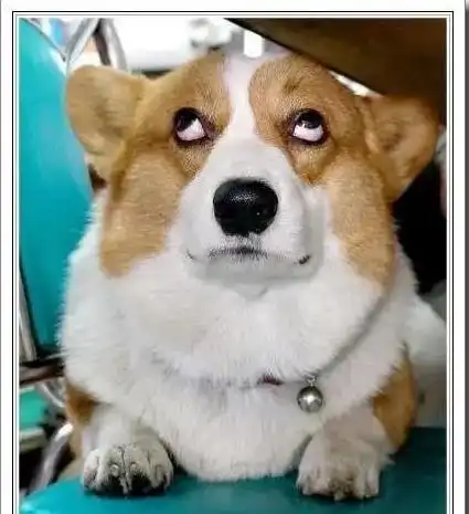 越是"嫌弃主人"的狗,这些行为就越是明显