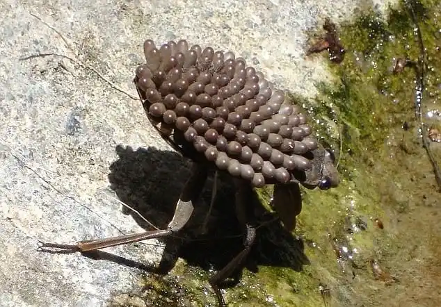 盘点世界最大昆虫令人望而生畏