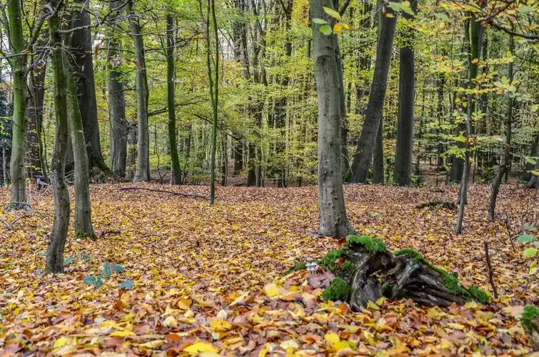 一片秋色,一片树林. .