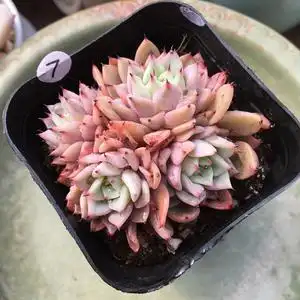 吉尔巴玫瑰群生多肉植物办室内绿植花卉盆栽一物一拍桌面绿植多肉