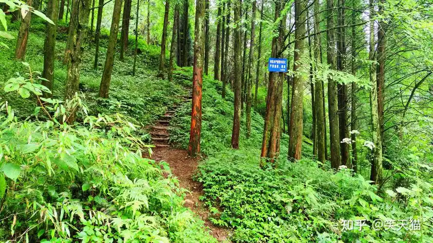 成都走边徒步原始森林的好地方什邡冰川天鹅林场驴友线路详情