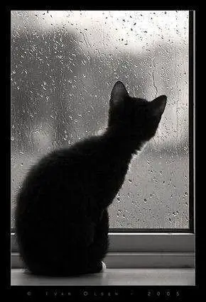 找一张黑猫的图片,背景要好看,看起来很凄凉,悲伤的那种.