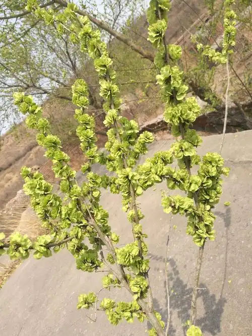 鲜嫩的榆钱串串