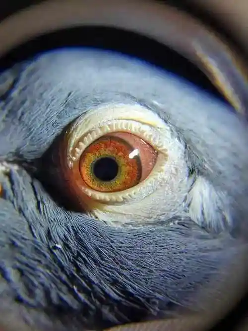 后代赢奖金超过1千万的林波尔超级种鸽!