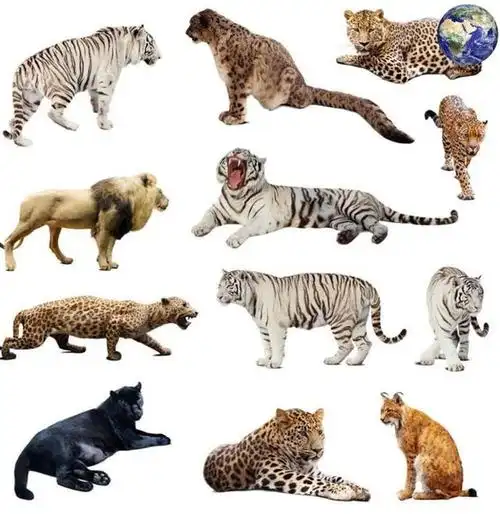 猫科动物从大到小的正确排列顺序,猫咪并不是最小的