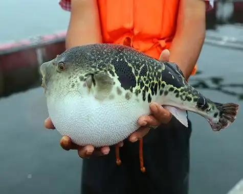 河豚这么好吃,它到底生活在河里还是海里?