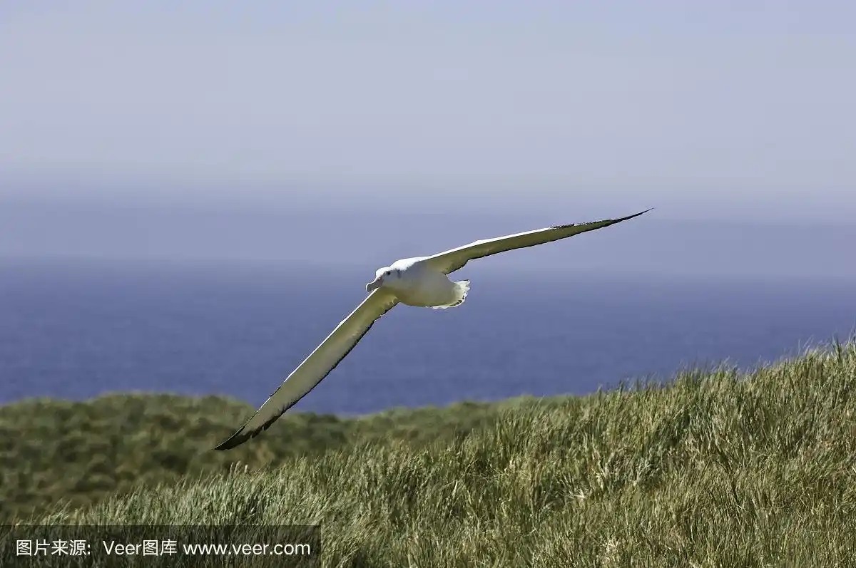 漂泊信天翁,鸟类,海鸟,信天翁,巨大的