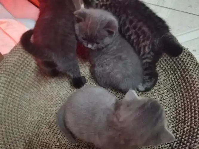 自家英短蓝猫和美短虎斑混血的小猫本地有偿领养,鱼骨纹一只  纯黑