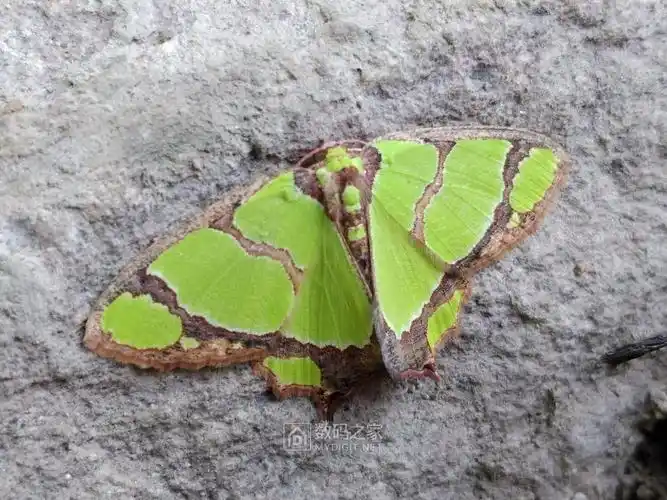 山道上绿色的蛾子稀有品种