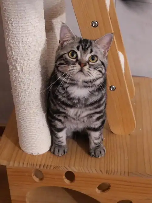 银虎斑弟弟#美国短毛猫  #银虎斑  #萌宠营业日记