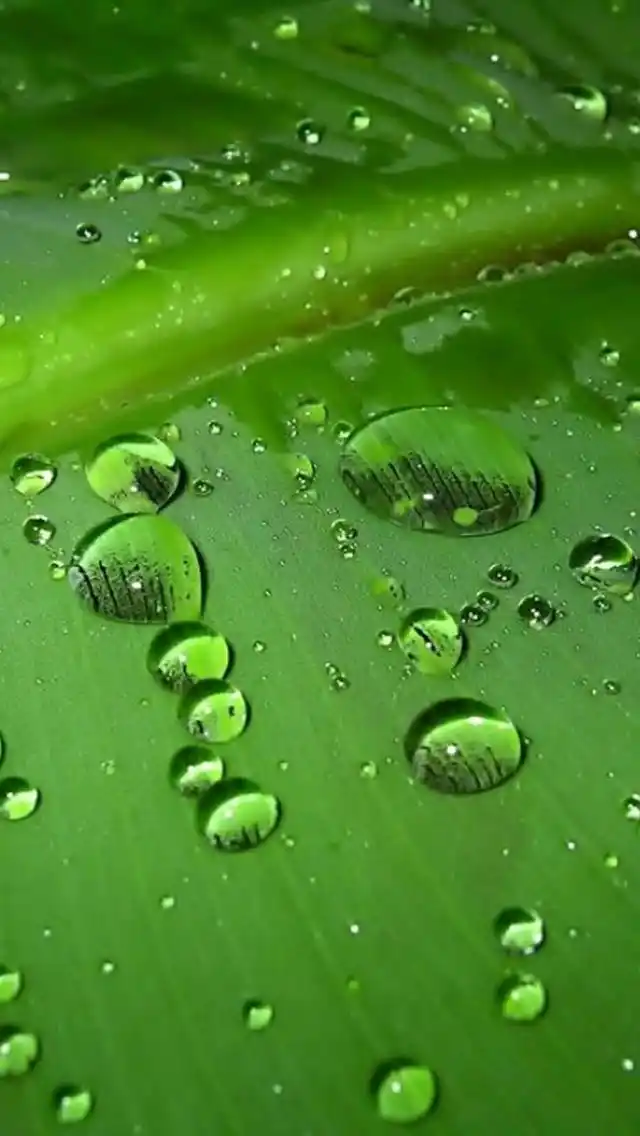 清新绿色护眼手机壁纸