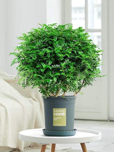 防驱蚊草盆栽正宗清香胡椒木植物室内花卉九里香老桩盆景树苗绿植