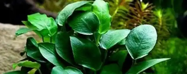 水溶草怎么养 如何养护水溶草