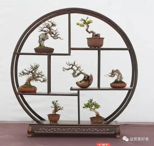 2019沭阳盆景精品展微型小品盆景一览高清大图