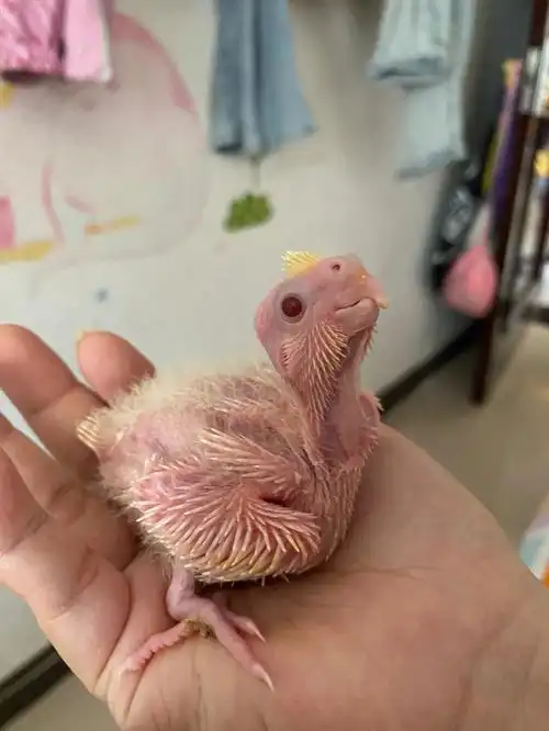 这窝蛋本来孵出来两只,老大在第十天的时候突然夭折了,怀疑是嗉囊炎