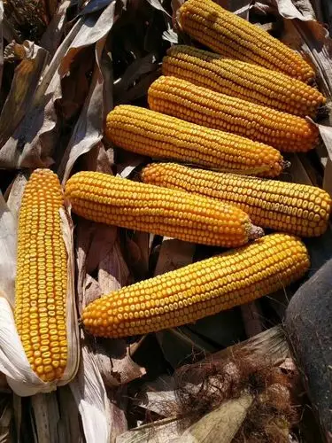 鸿翔种业最新升级换代品种翔玉558盛装上市