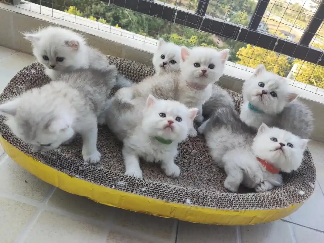 出自己家养的金吉拉小猫(长毛银渐层),仙 - 抖音