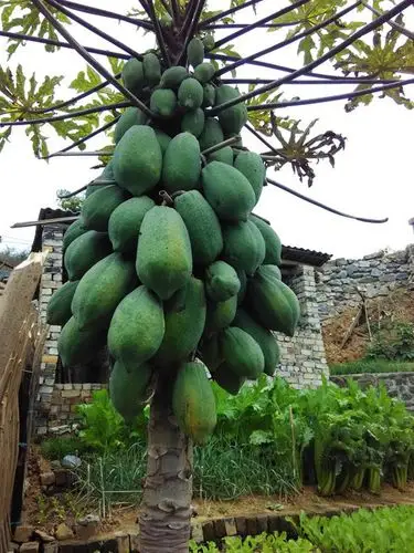 探访引发第二次鸦片战争的遗址田林定安镇,发现美景美食