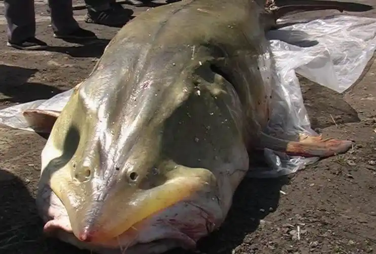 世界上最大的淡水鱼,生活在中国黑龙江,最重的达2000斤!_网易订阅