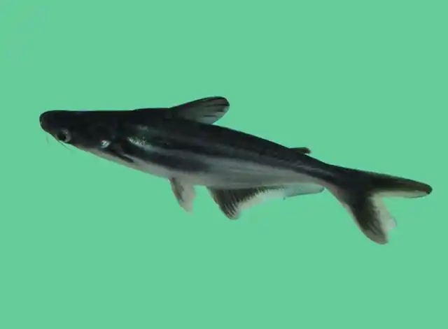 蓝鲨会咬其他鱼吗?