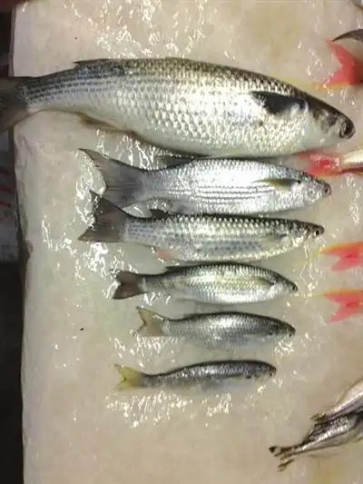 冬季斋鱼肥流油