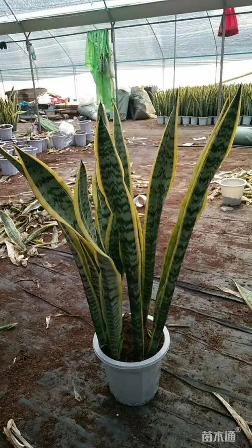 高度25厘米金边虎尾兰