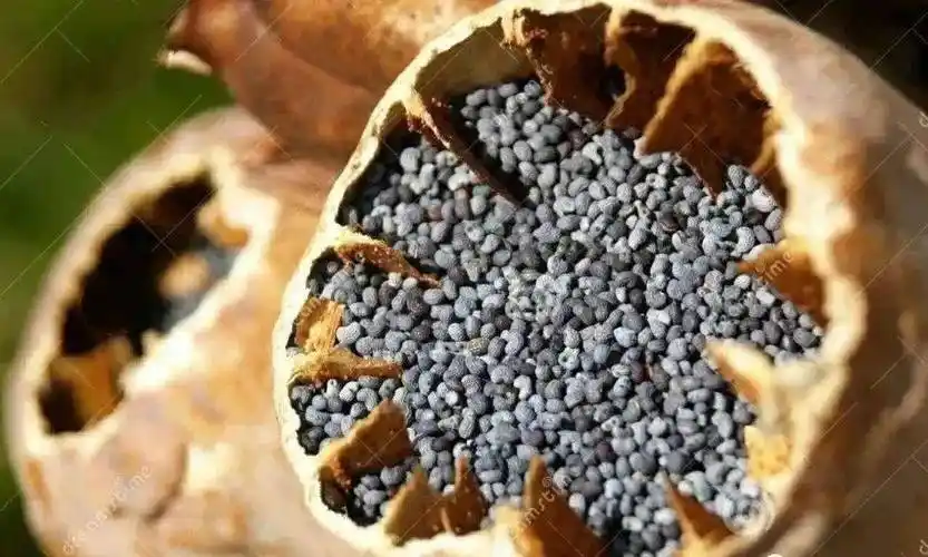 沾化公安查处一起非法种植罂粟案件