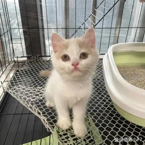 英短银白乳白免费领养 仅限佛山南海自提 两个月了会上厕所吃猫粮