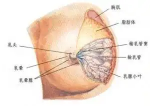 认识乳房(一)