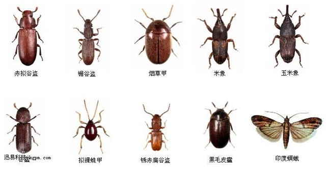 首页 新闻资讯 遂宁灭鼠常见问题   针对仓储害虫我们可以怎么做?