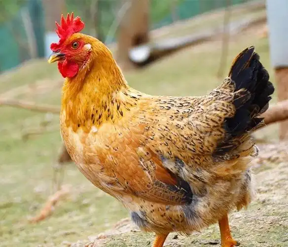 小笨鸡山林散养土鸡走地鸡 滋补老母鸡年货柴鸡生鸡肉图片