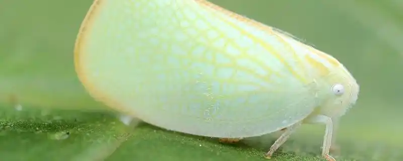 茶树白蛾蜡蝉形态特征,防治方法是什么- 茶文化网