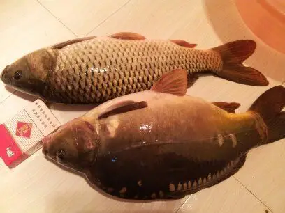 头像鲤鱼,中间宽,鳍短,身体程暗绿色,尾短,能吃吗?