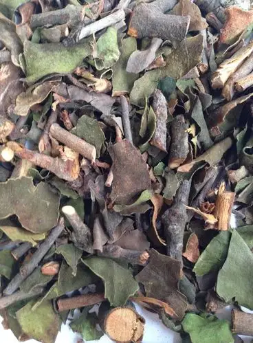 寄生寄生茶广西