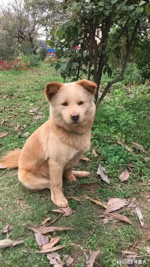 狗年中华田园犬上了邮票论颜值咱们的田园犬也是有小鲜肉的