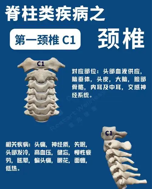 第一节颈椎及其附着的肌肉