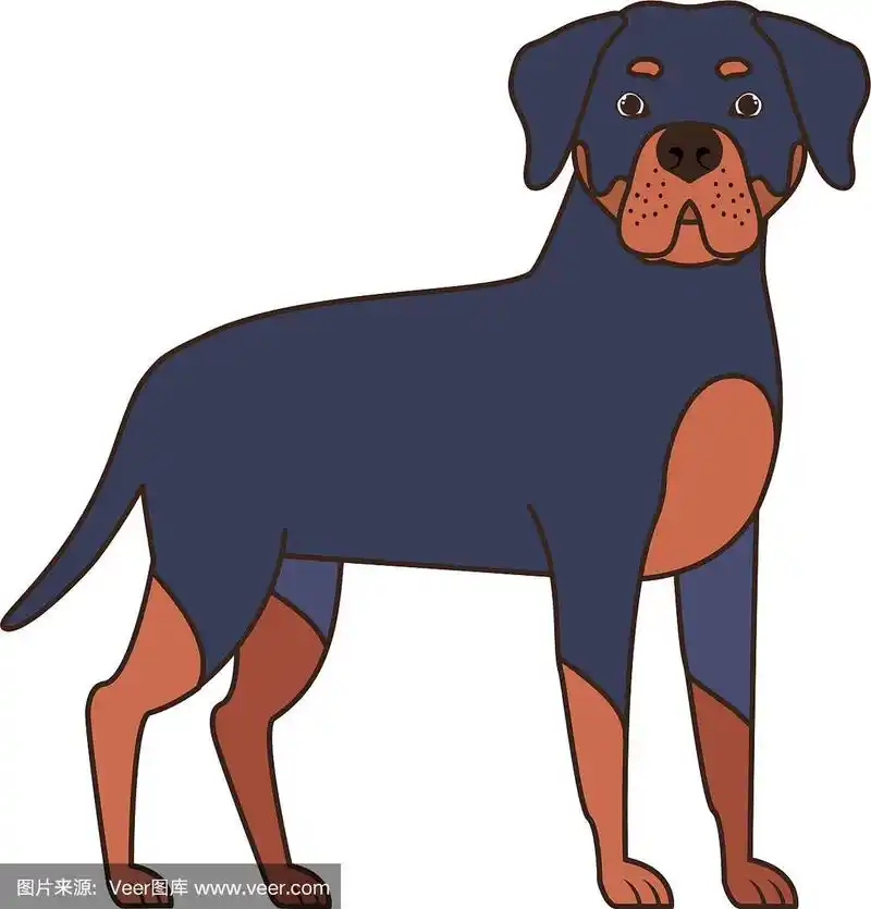 可爱的罗威纳犬在白色的背景